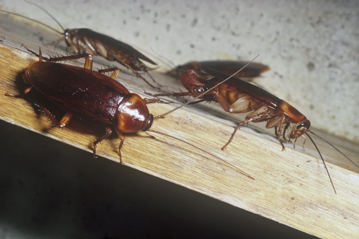 Largest sized cock roach in world