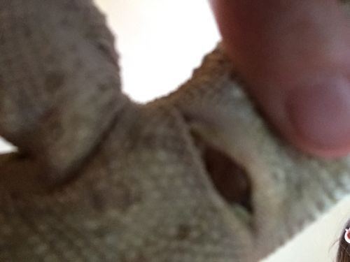 Wind reccomend Pictures of a geckos sperm plug