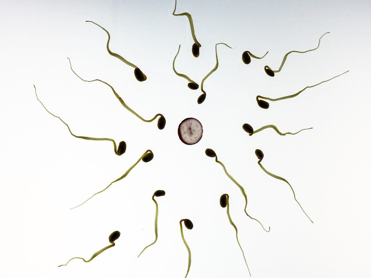best of Slow sperm when Best conceive time