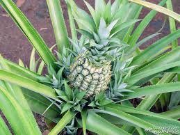 Cloudburst reccomend Mature pineapple plant