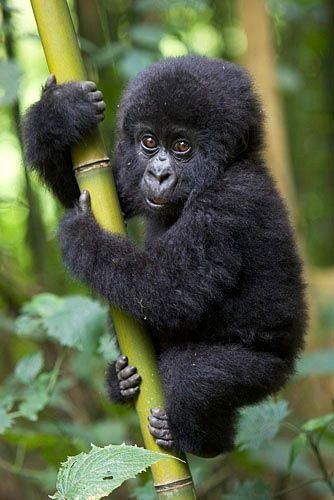 Bikini gorilla image