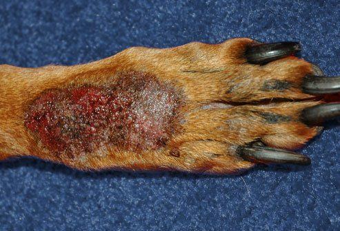 Canine lick sore granuloma from injury