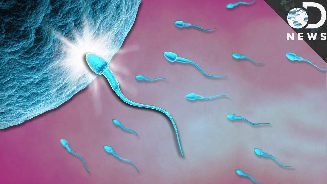 Short-Fuse reccomend When sperm meet egg