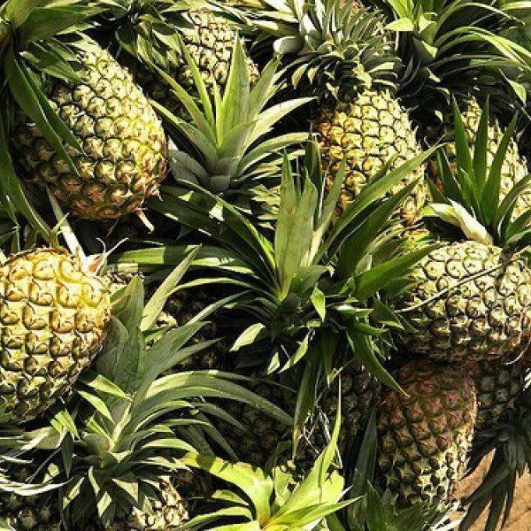 Basecamp reccomend Mature pineapple plant