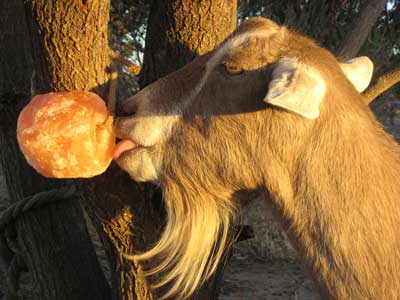Hammerhead reccomend Crystal lick goat tub