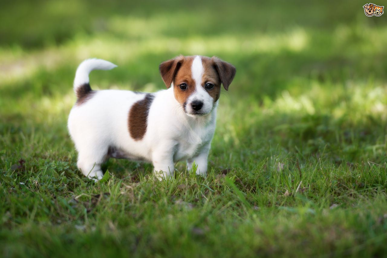 Neck size adult jack russell