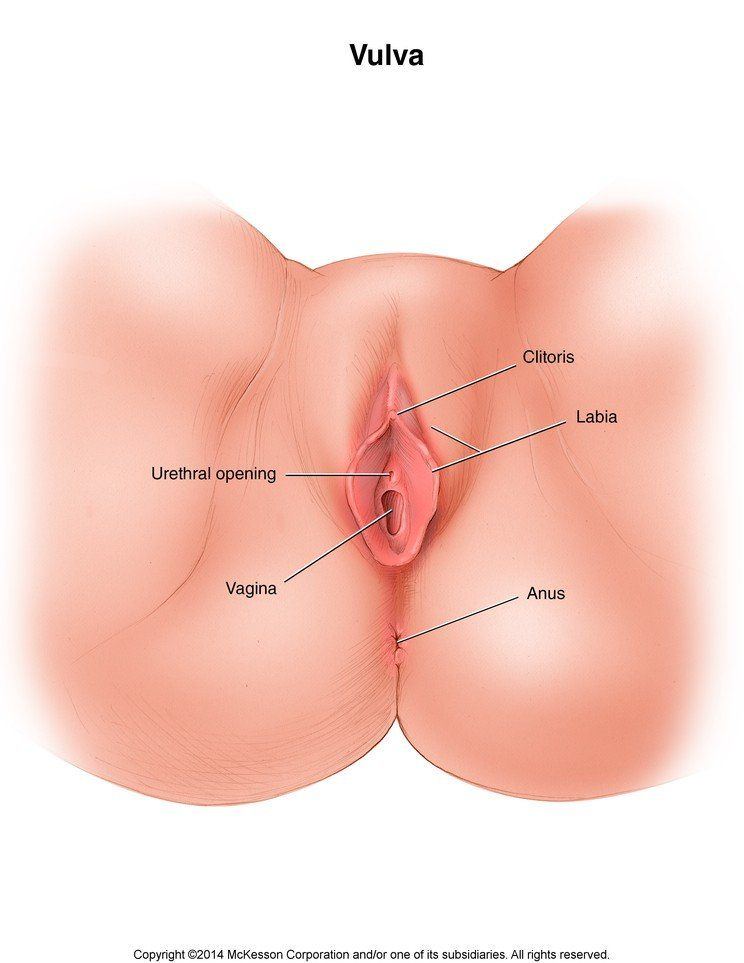 Long of the vulva