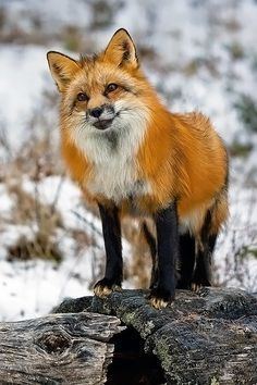 Local foxes redhead