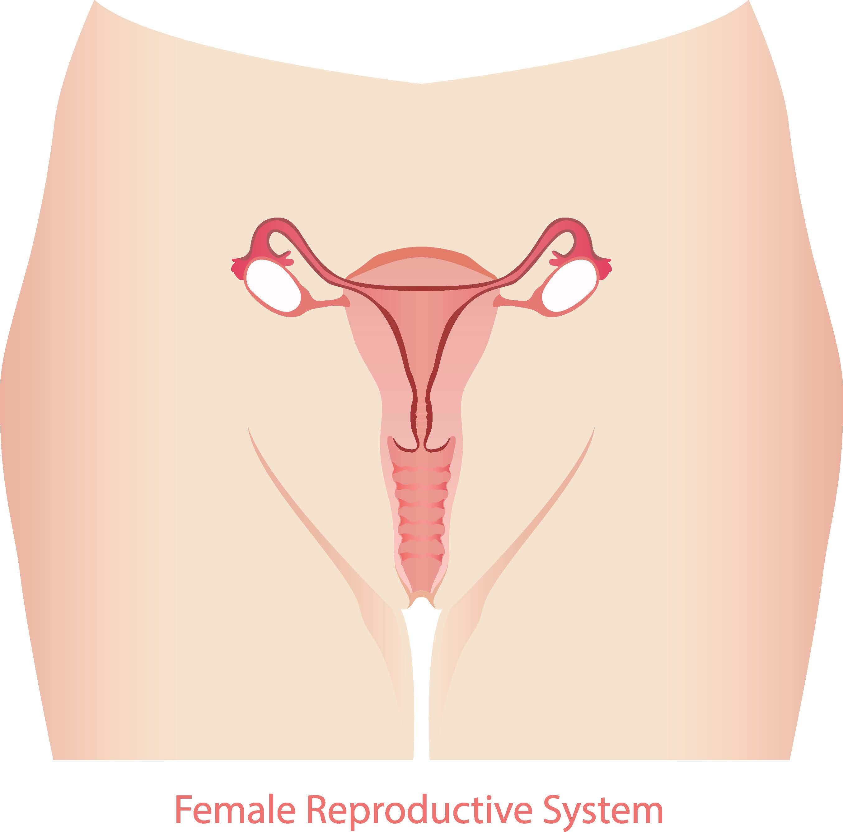 best of Holes vagina Female in
