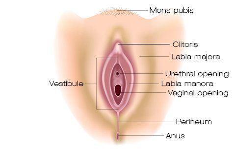 Female holes in vagina