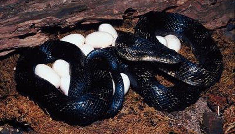 Female king cobra can store sperm