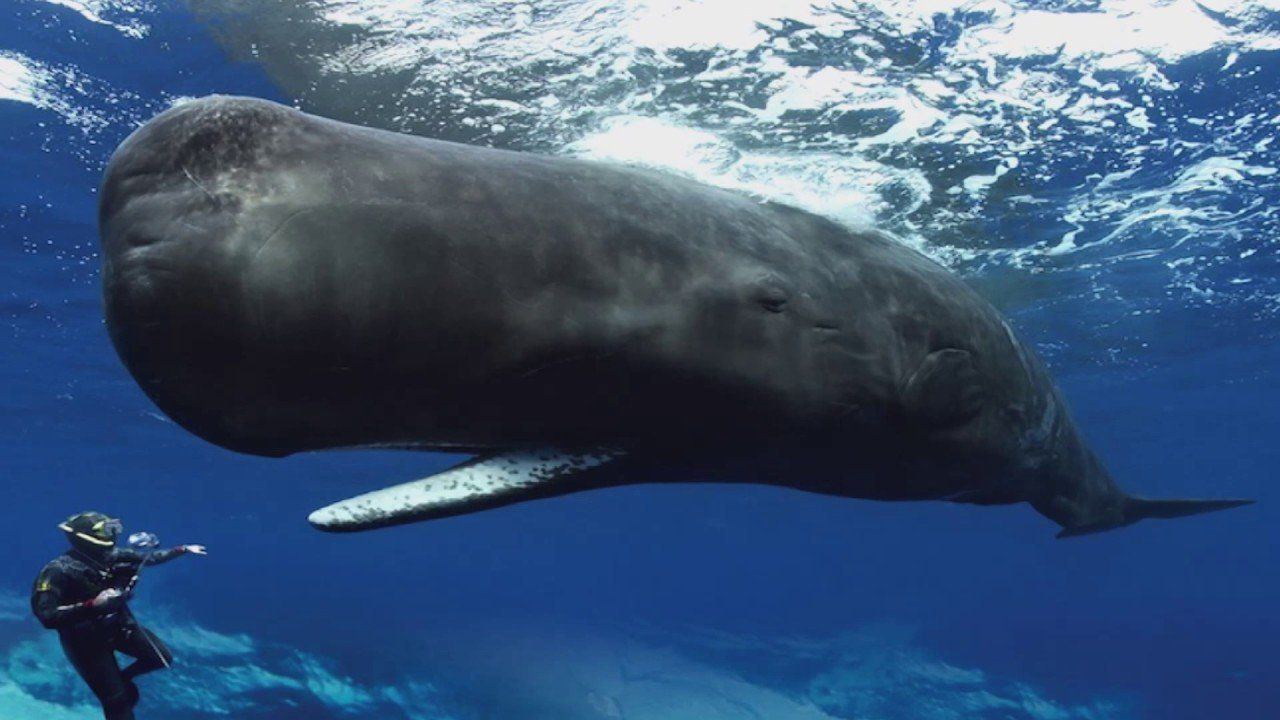 Giant sperm whale