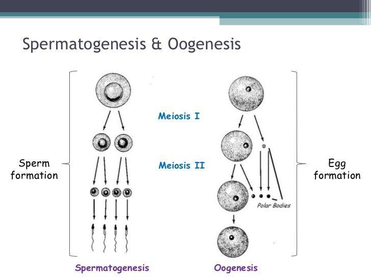 How are sperm and eggs formed