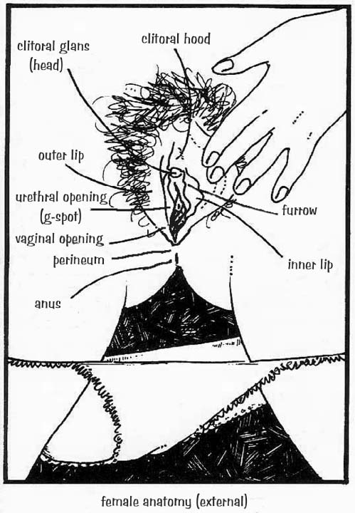 Illustration of cunnilingus