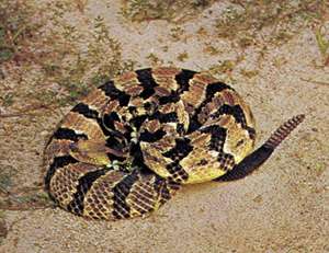 best of Sperm several for King cobra years can store