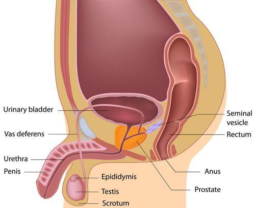 QB reccomend Male prostate milking anus