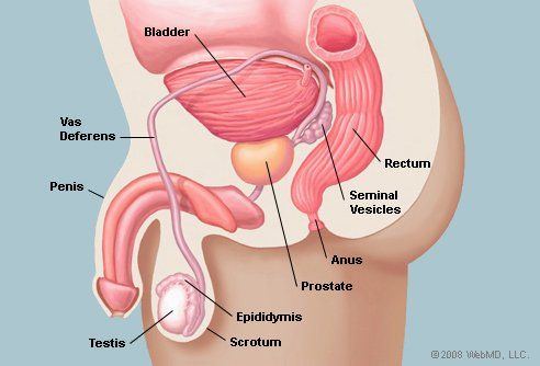 Male prostate milking anus