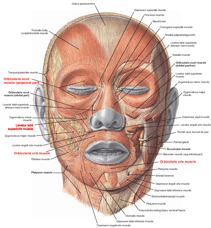Muscles of facial expression and mastication