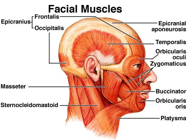 Electric B. reccomend Muscles of facial expression and mastication