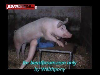Pig in girl sex