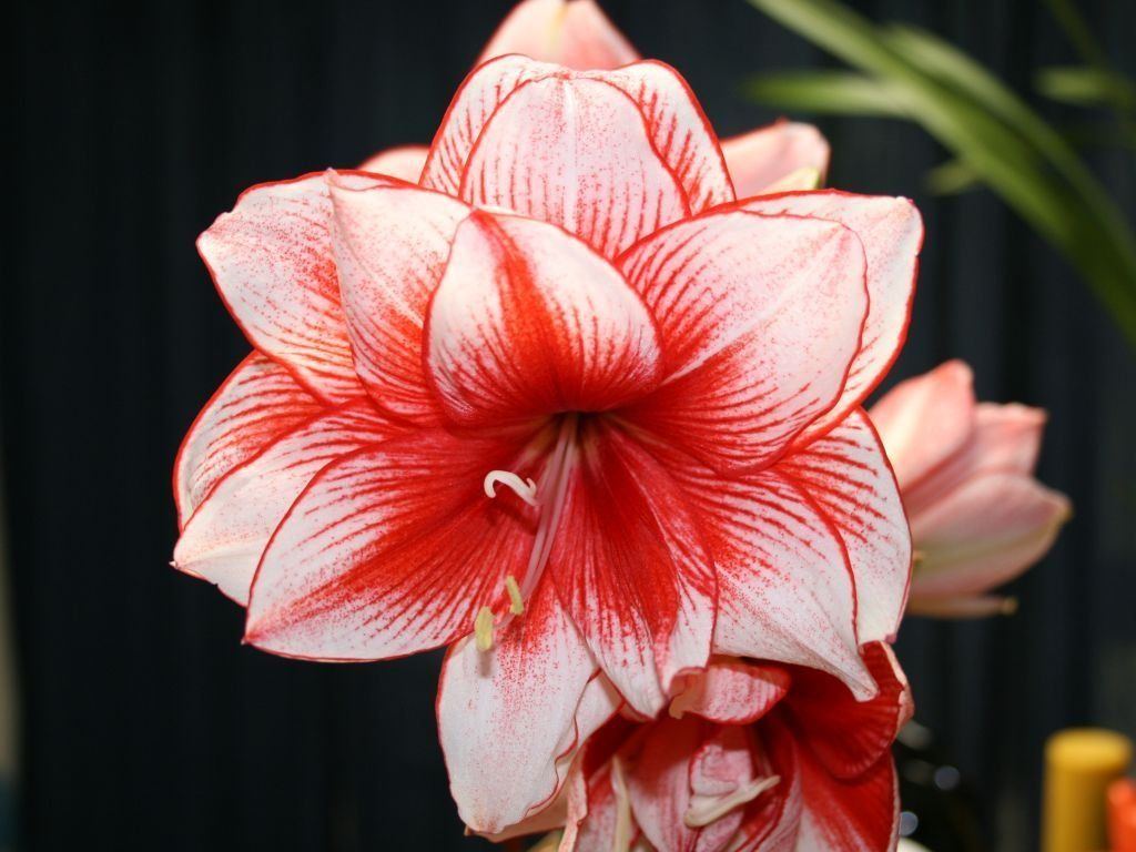 Red asian flower