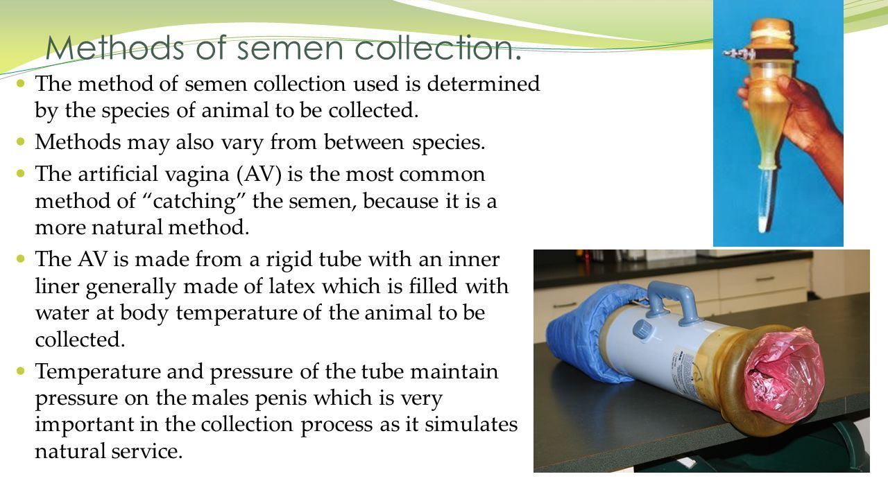 Stopper reccomend Semen collecting steps video sperm